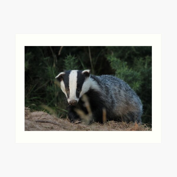 Badger Art Print