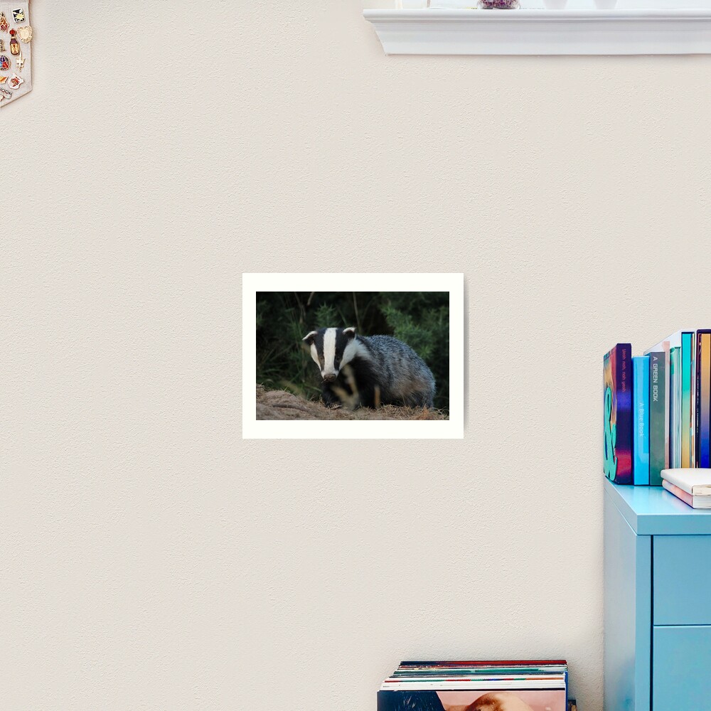 Badger Art Print