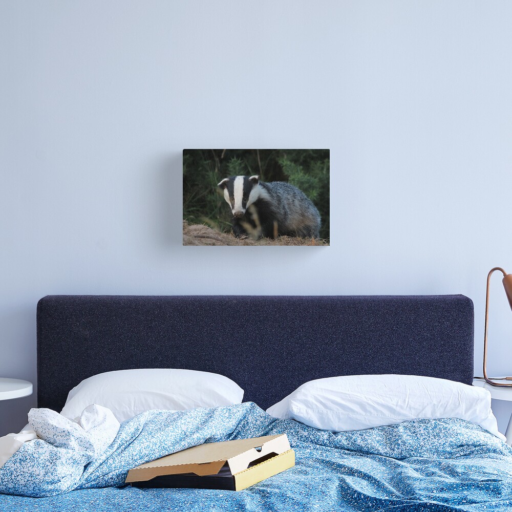 Badger Canvas Print