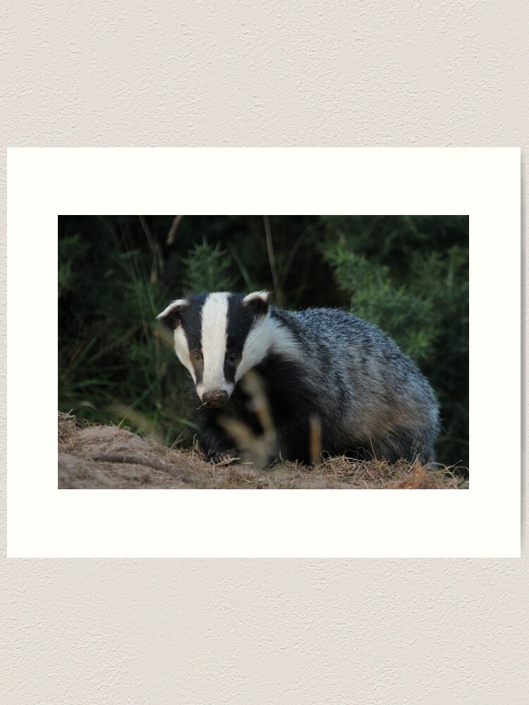 Thumbnail 1 of 3, Art Print, Badger designed and sold by orcadia.