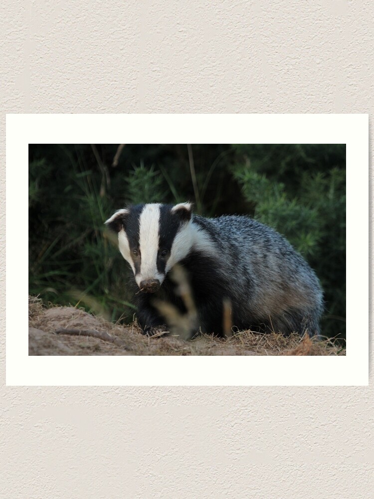 Alternate view of Badger Art Print