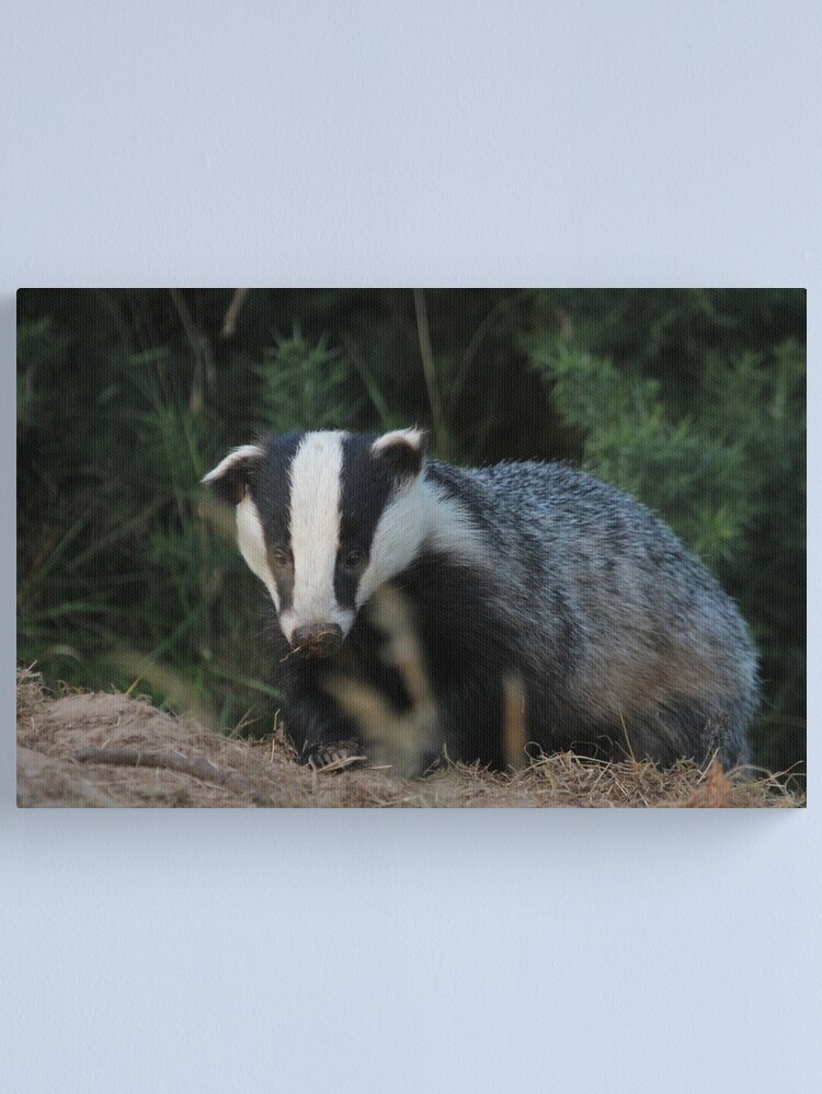 Alternate view of Badger Canvas Print