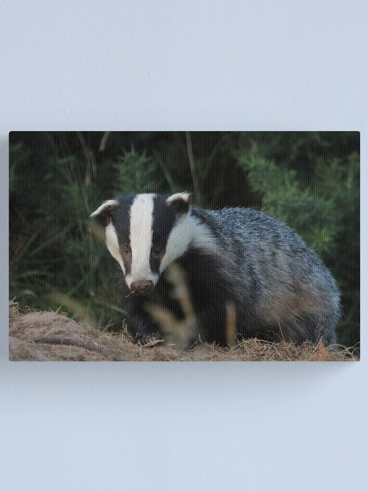 Alternate view of Badger Canvas Print