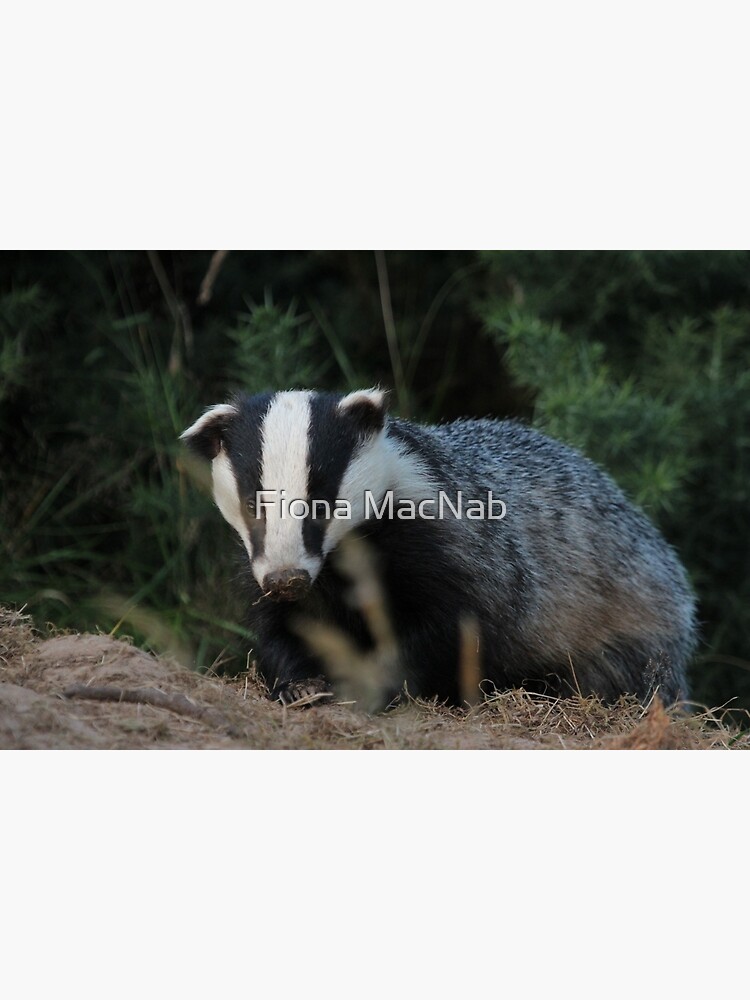 Badger by orcadia