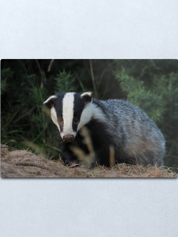 Alternate view of Badger Metal Print