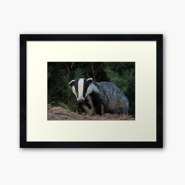 Badger Framed Art Print