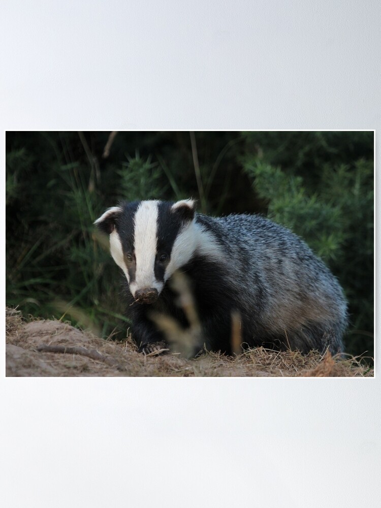 Alternate view of Badger Poster