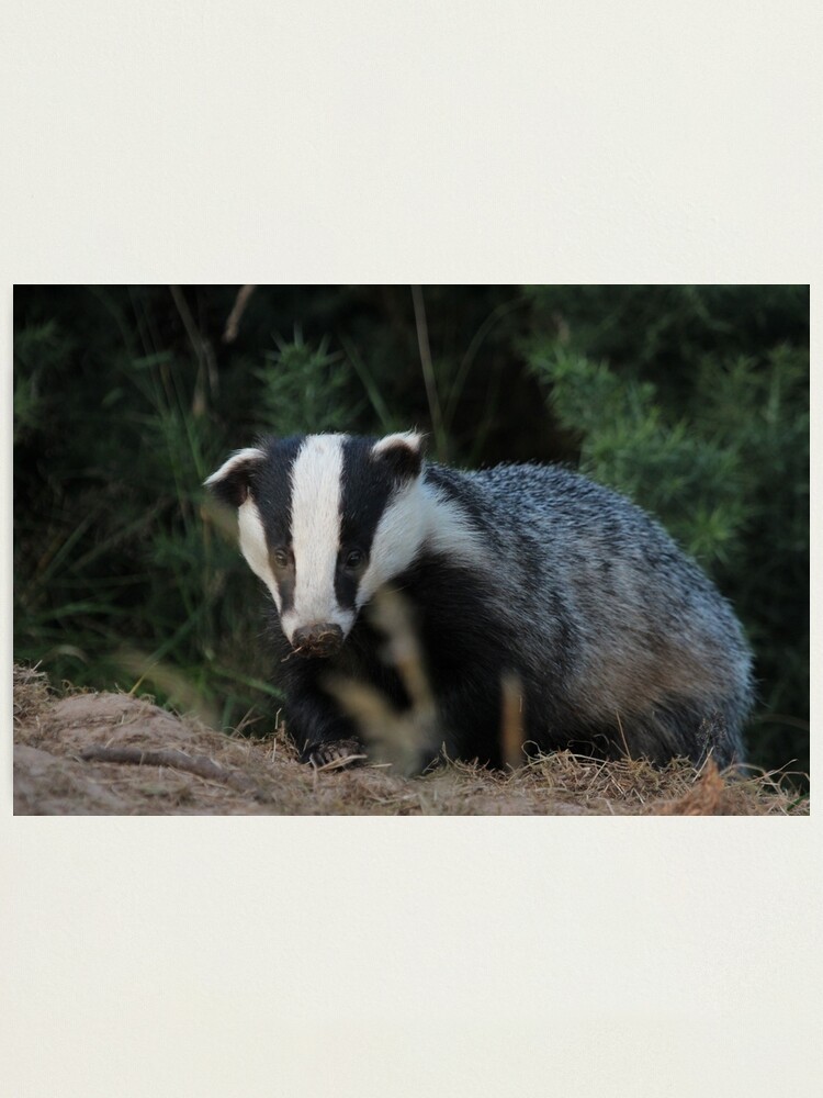 Alternate view of Badger Photographic Print