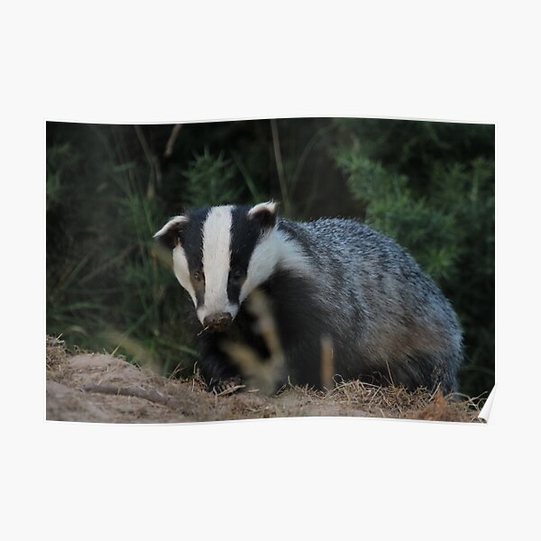 Badger Poster