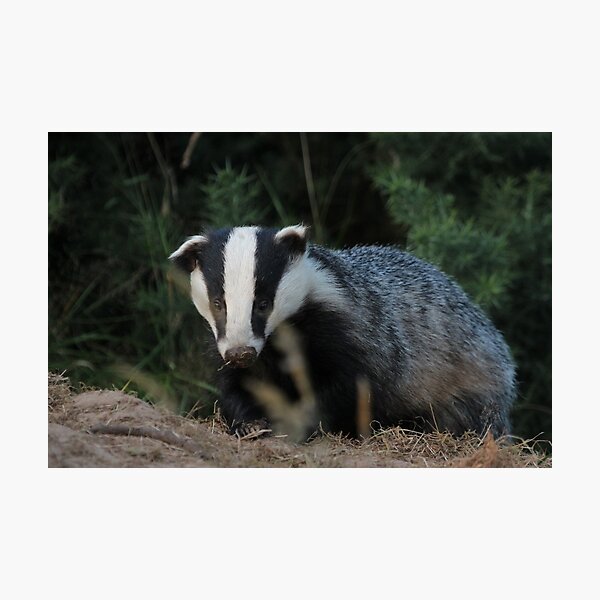 Badger Photographic Print