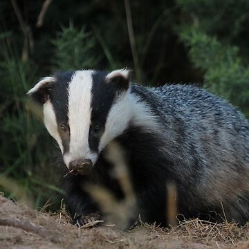 Artwork thumbnail, Badger by Fiona MacNab