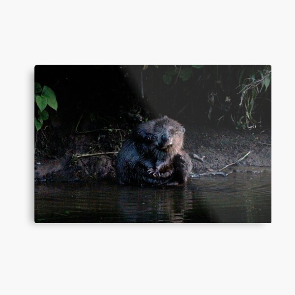 A good scratch Metal Print