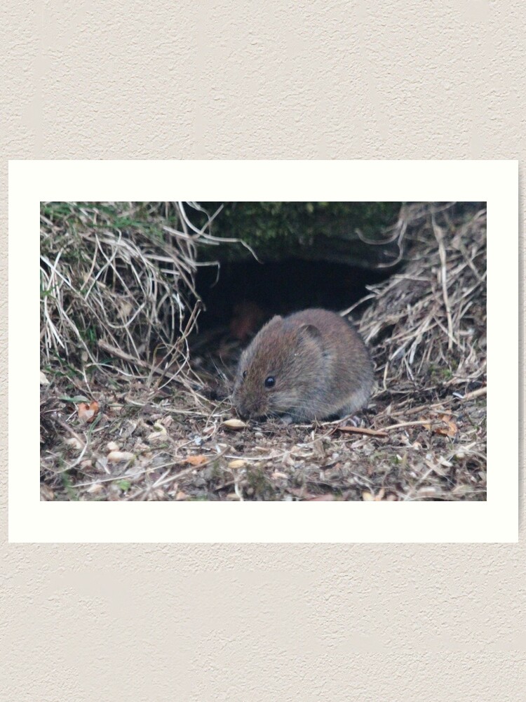 Alternate view of Bank vole Art Print