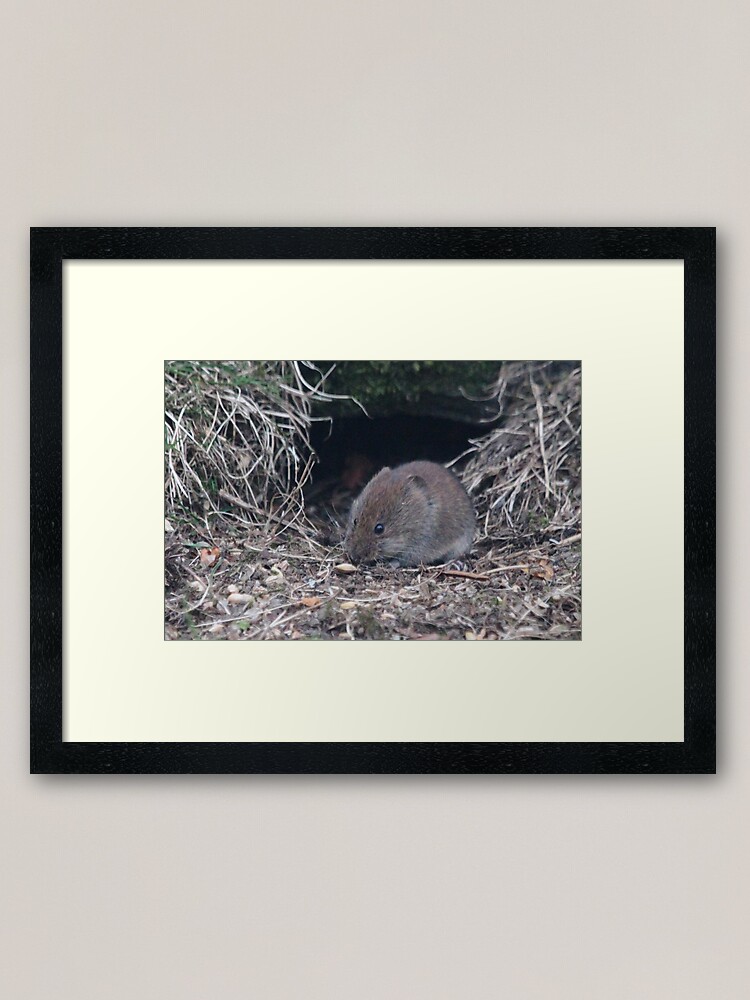 Alternate view of Bank vole Framed Art Print