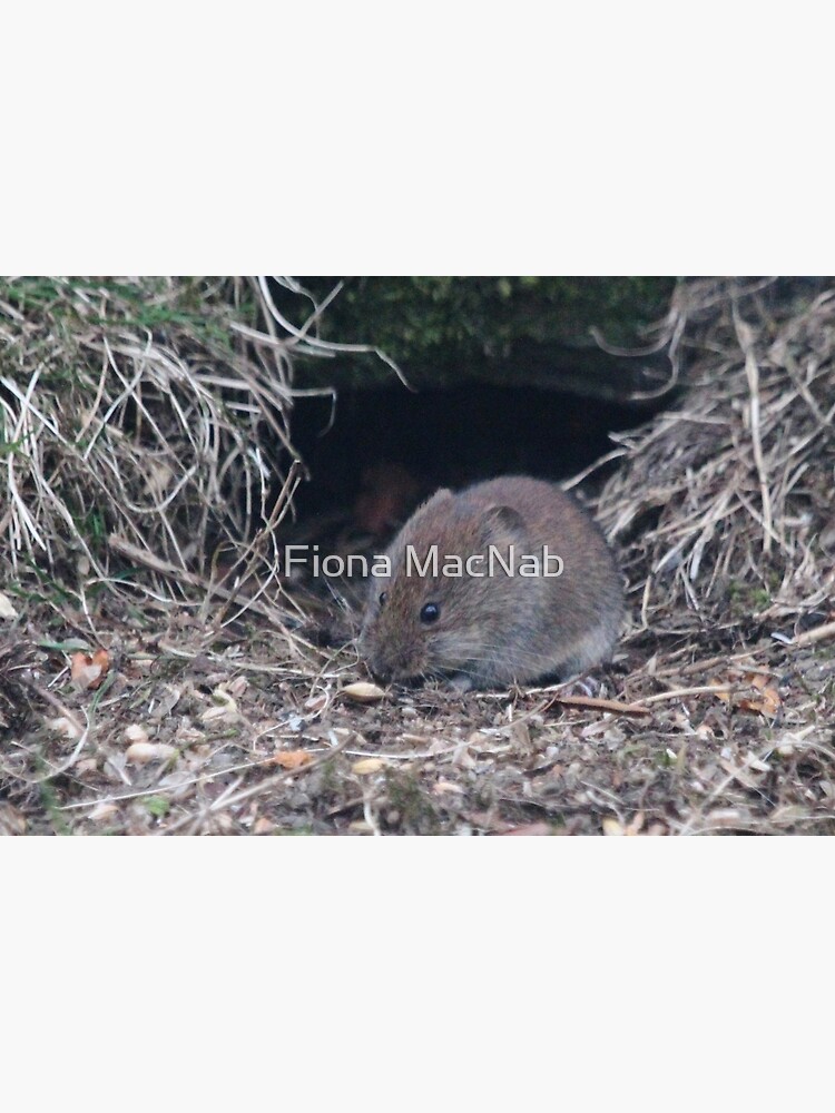 Bank vole by orcadia