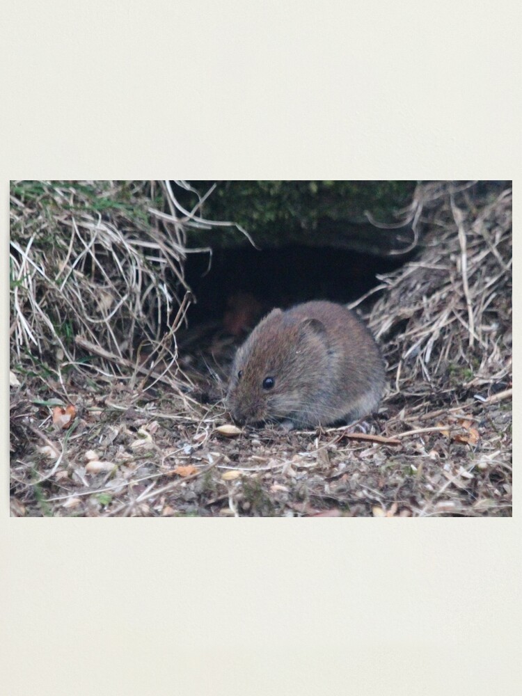Alternate view of Bank vole Photographic Print