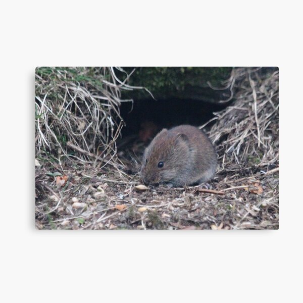 Bank vole Canvas Print