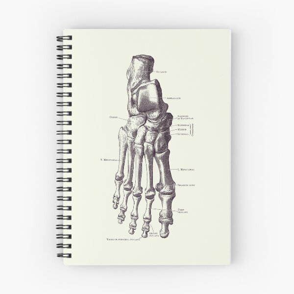 Item preview, Right Foot Skeletal Diagram - Vintage Anatomy 2 designed and sold by VAposters.