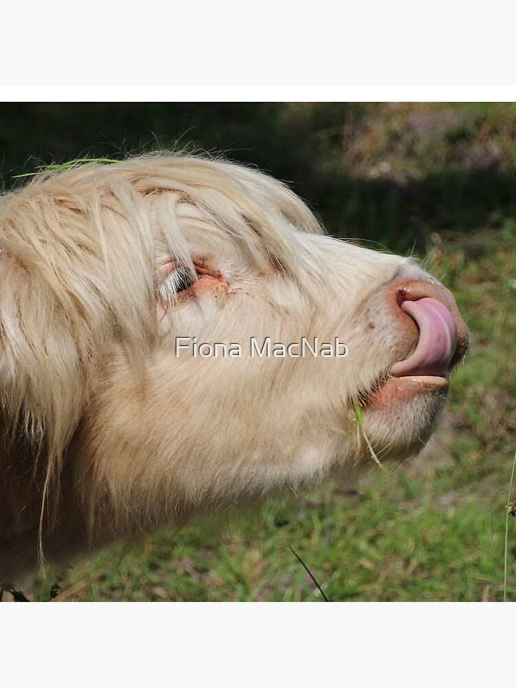Lick by orcadia