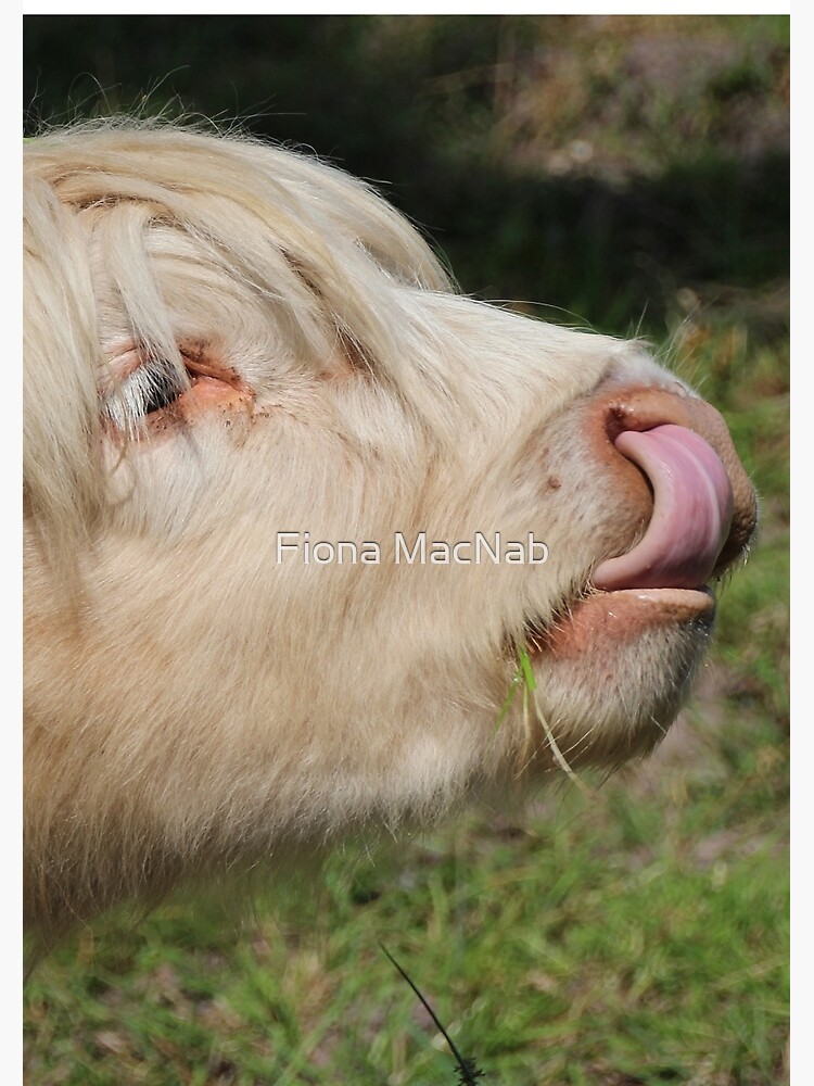 Lick by orcadia