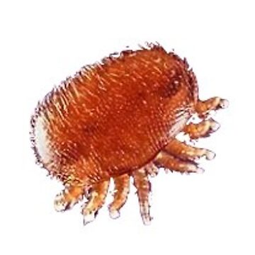 Artwork thumbnail, varroa destructor mite uwu by amayoros