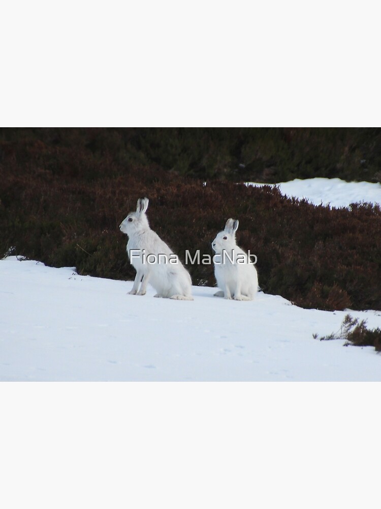 Winter coats by orcadia