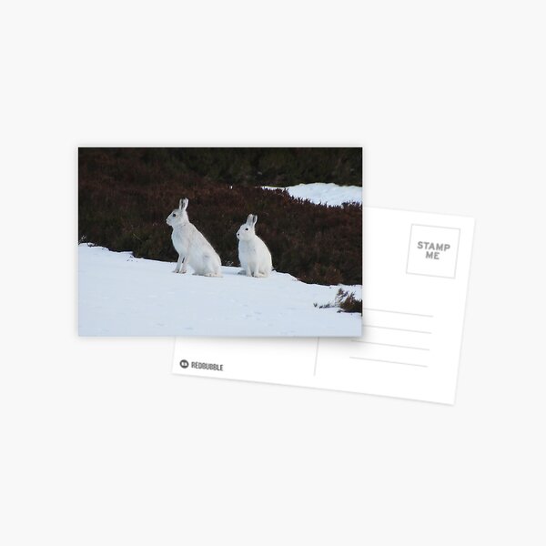 Winter coats Postcard