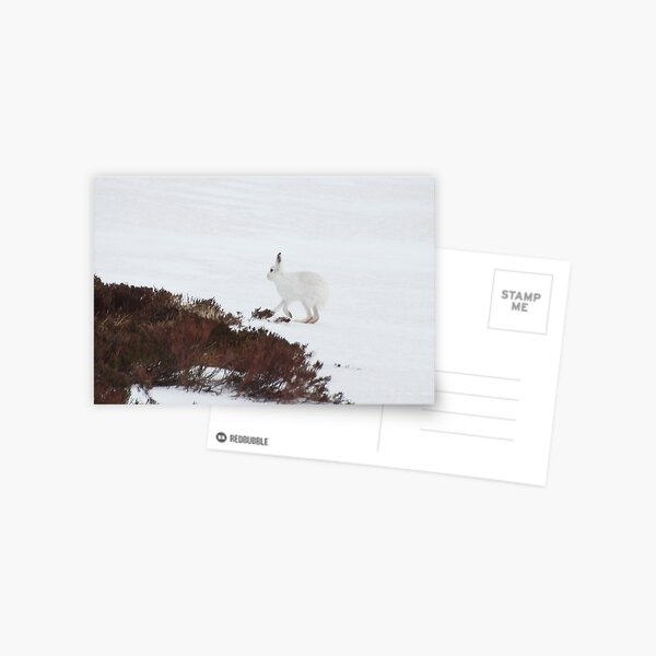 Mountain hare Postcard