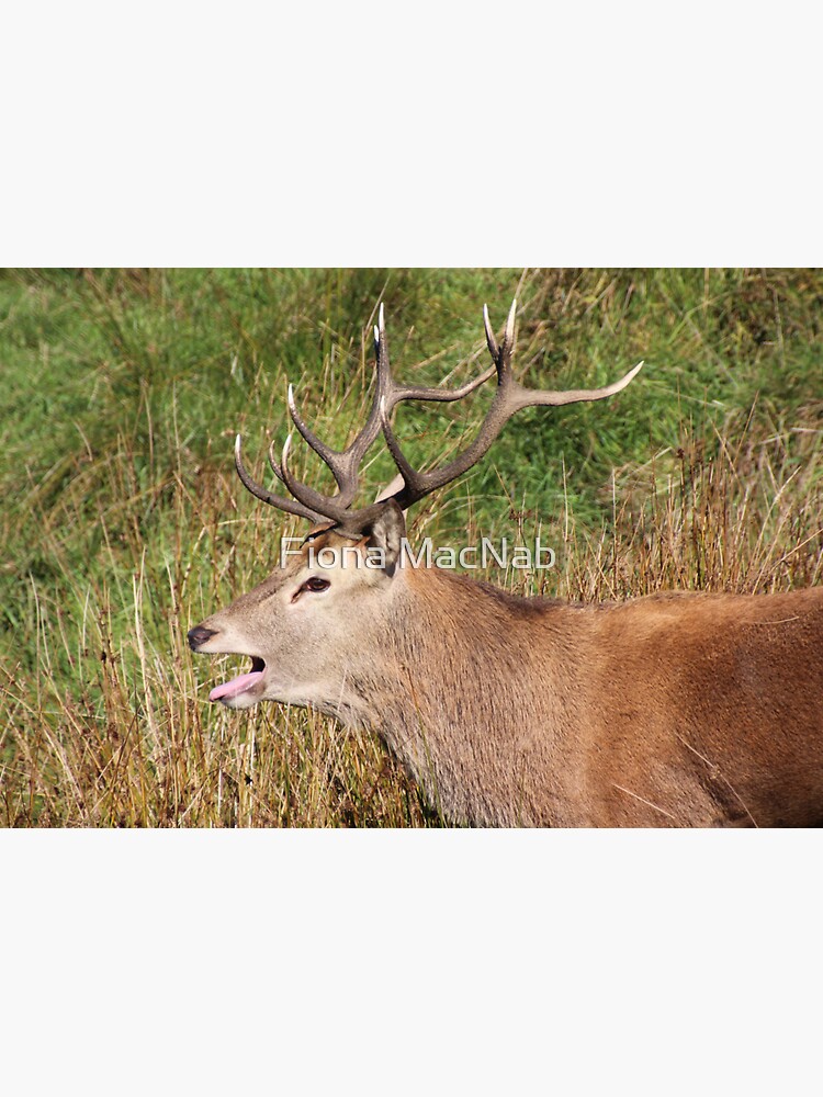 The rut by orcadia