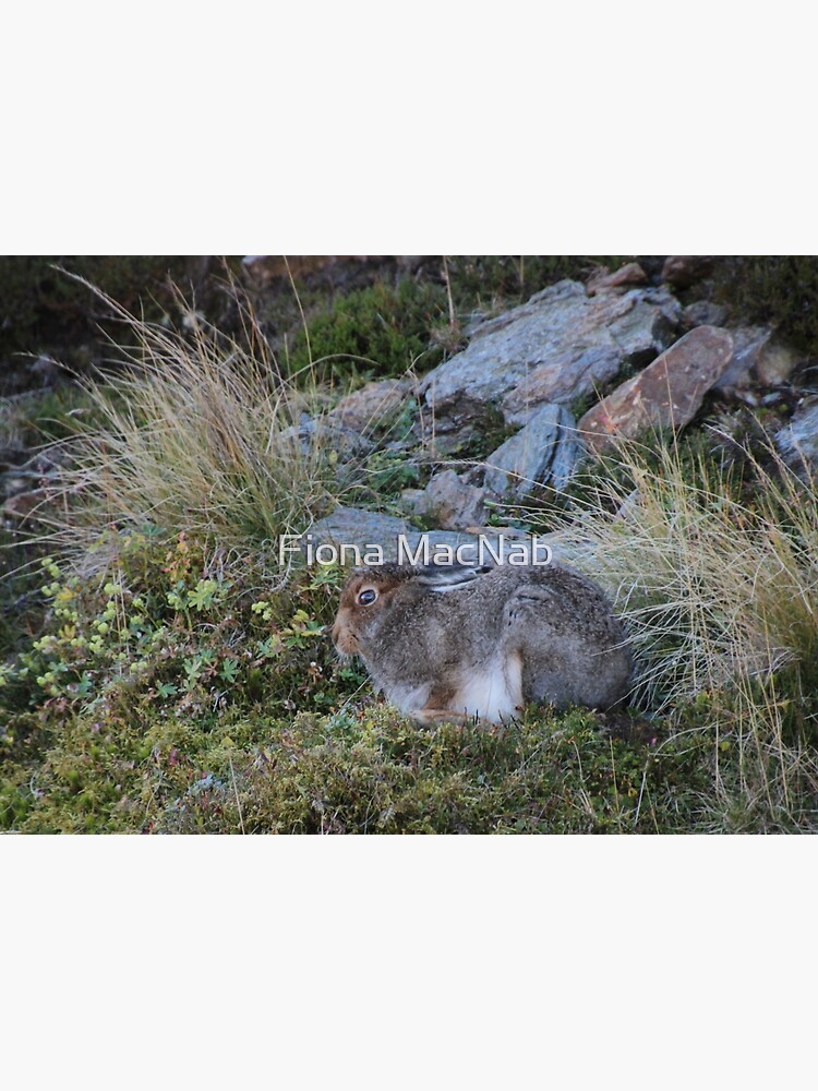 Mountain hare by orcadia
