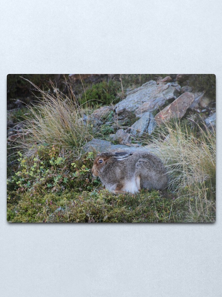 Alternate view of Mountain hare Metal Print