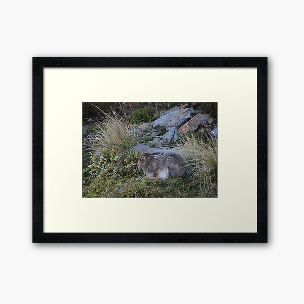 Mountain hare Framed Art Print