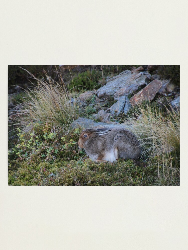 Alternate view of Mountain hare Photographic Print