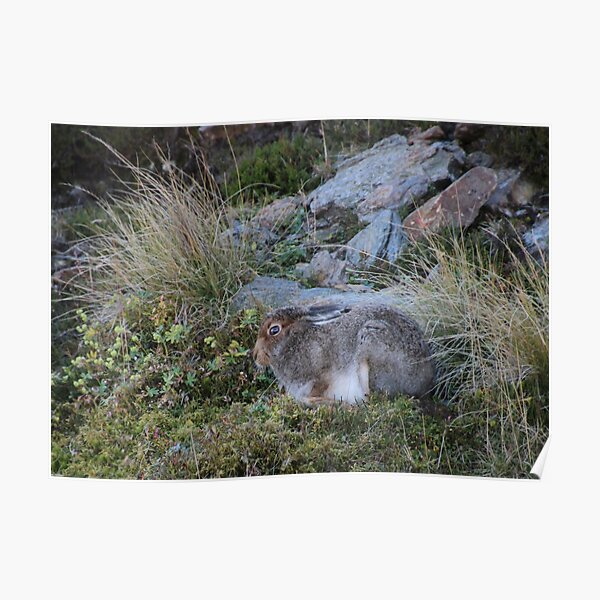 Mountain hare Poster