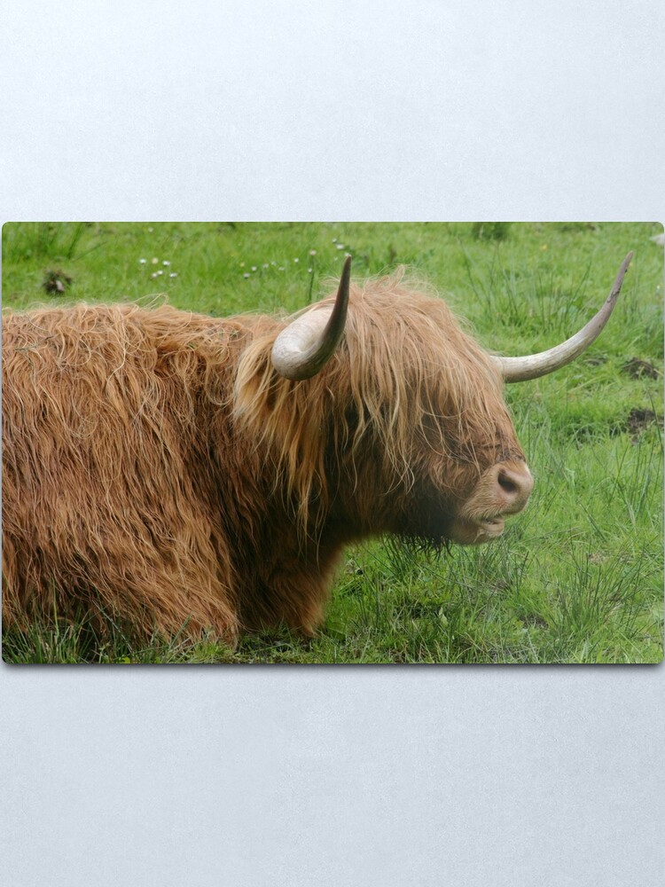 Alternate view of Chewing the cud Metal Print