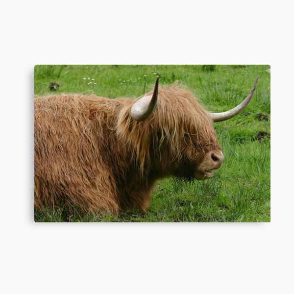 Chewing the cud Canvas Print