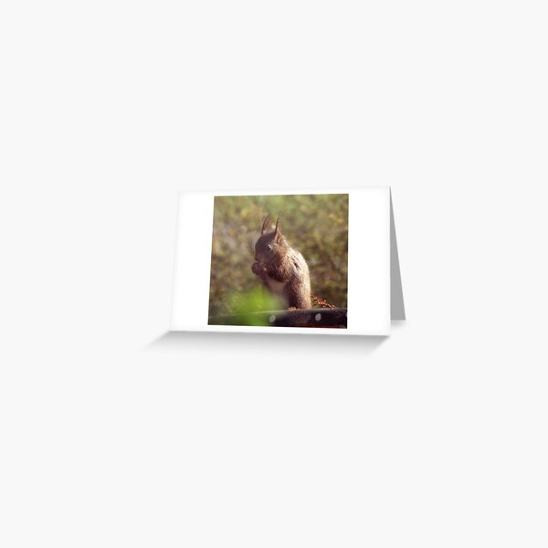 Red Squirrel Greeting Card