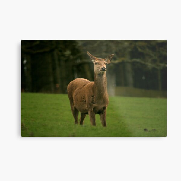 Roe deer Metal Print