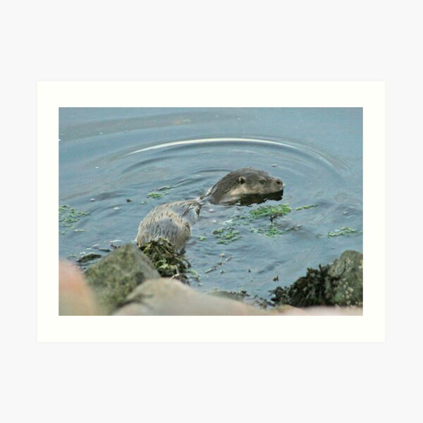Otter Art Print