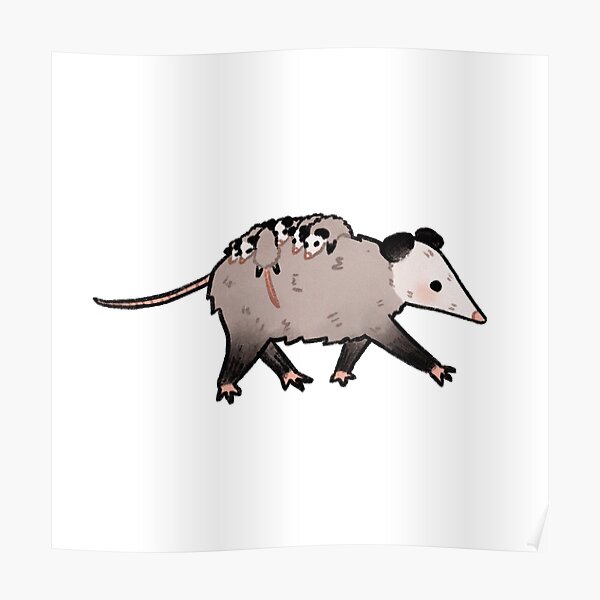 Possum Poster By Jimochi Jpg Redbubble