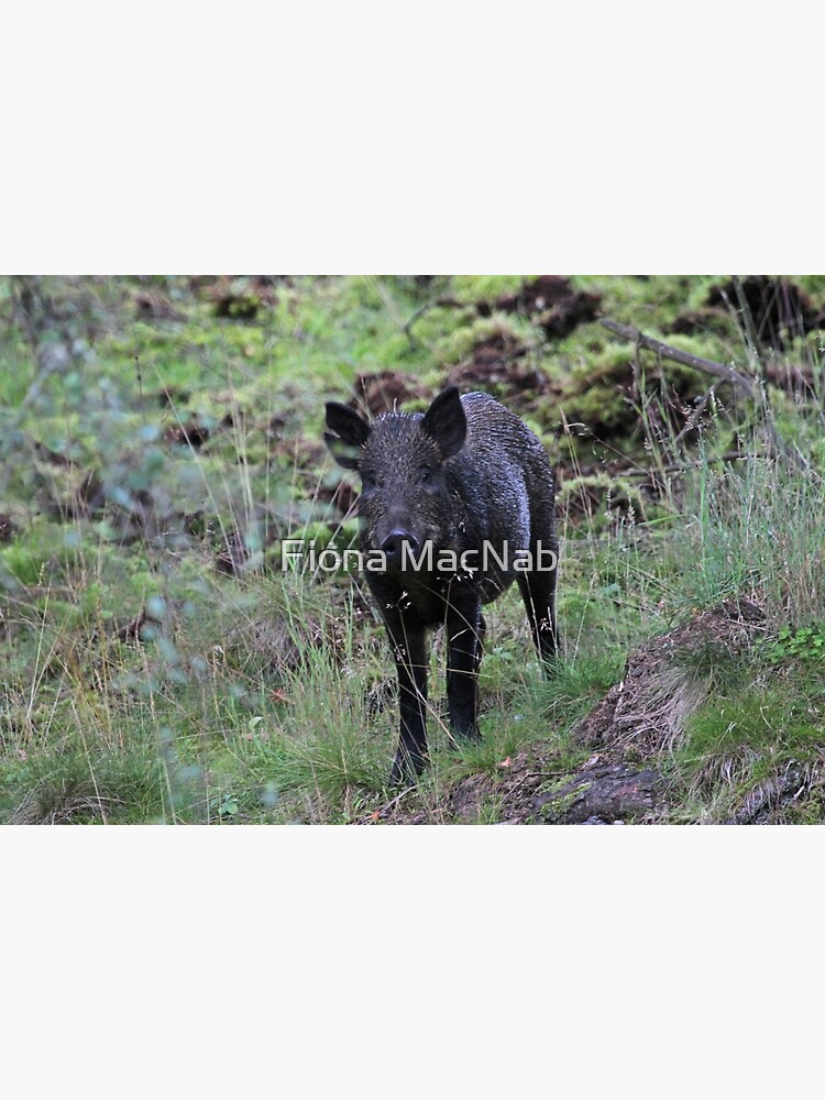 Wild boar by orcadia