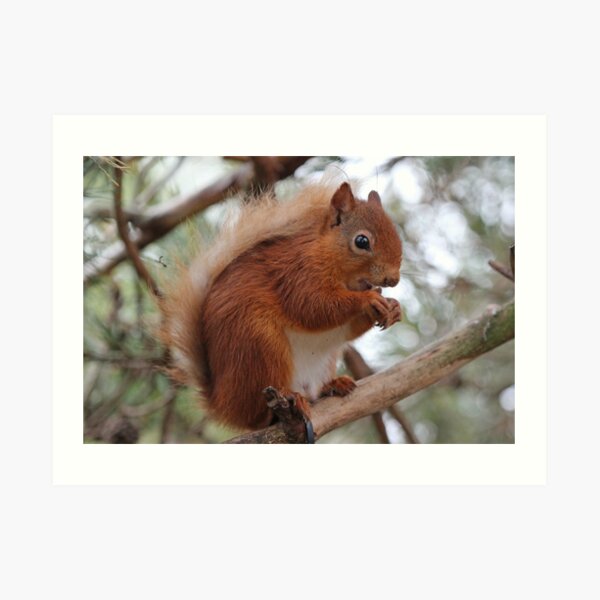 Red squirrel Art Print