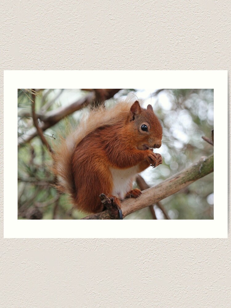 Alternate view of Red squirrel Art Print