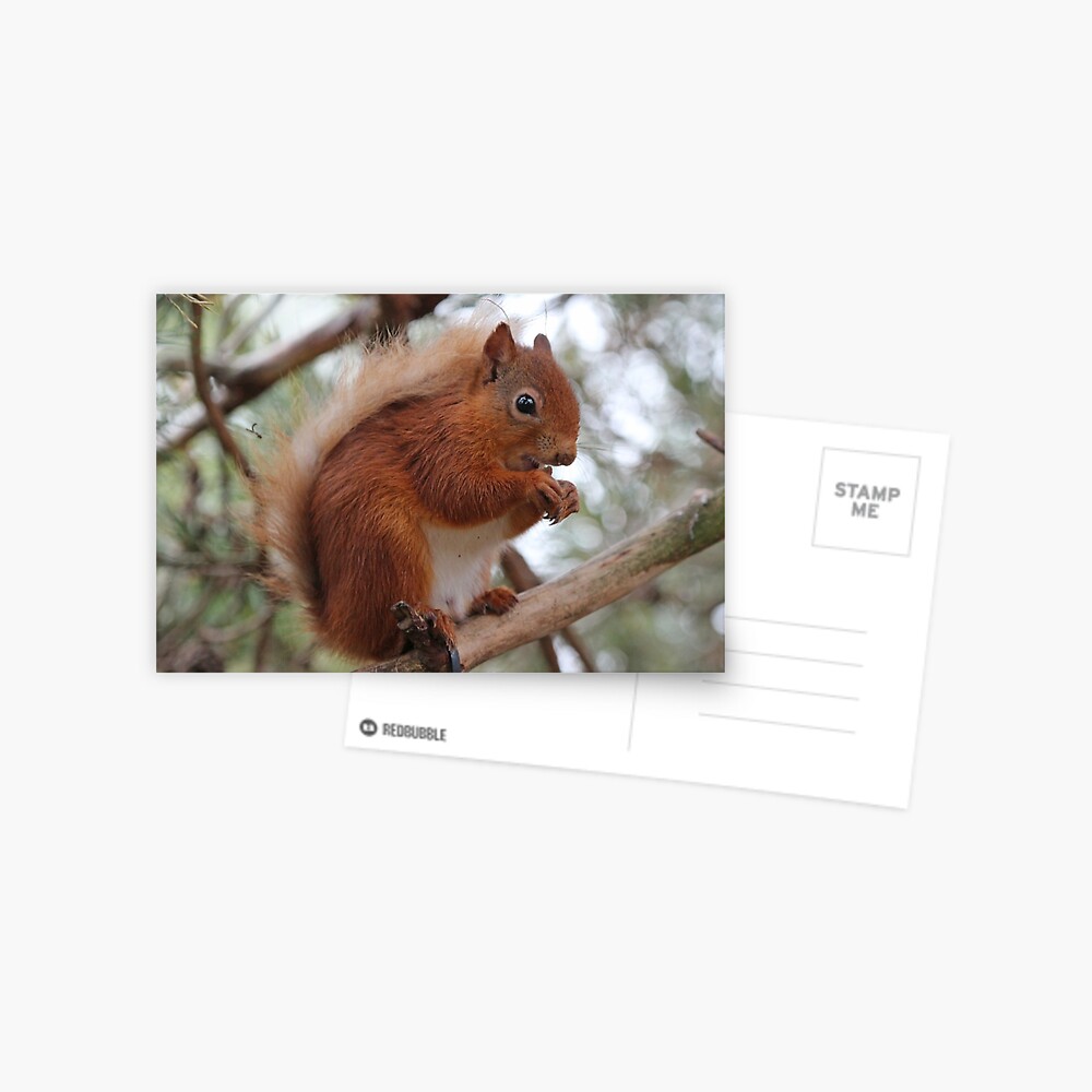 Item preview, Postcard designed and sold by orcadia.