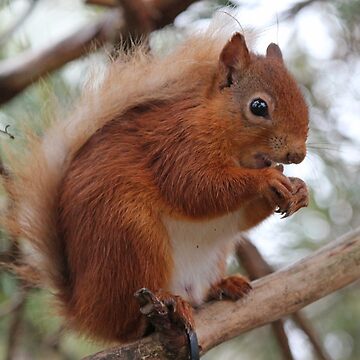 Artwork thumbnail, Red squirrel by Fiona MacNab