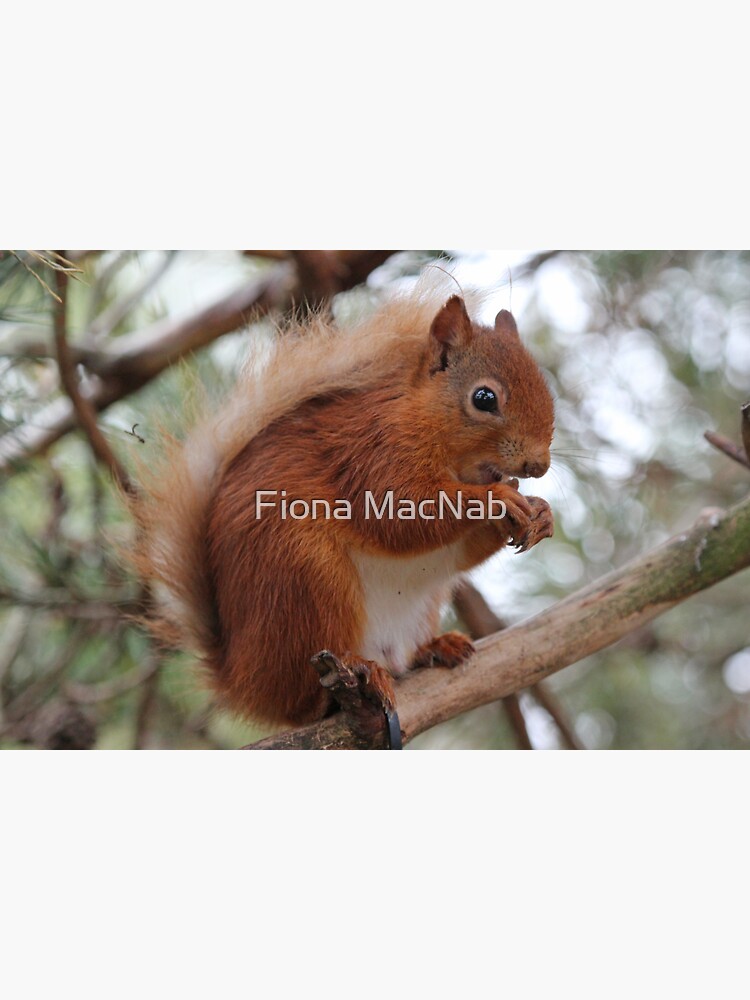 Red squirrel by orcadia