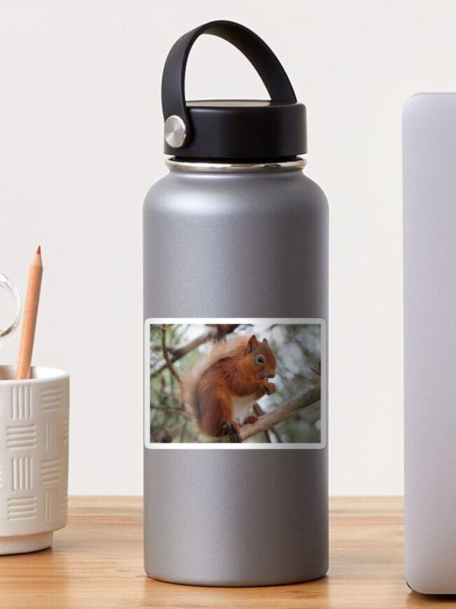 Thumbnail 1 of 3, Sticker, Red squirrel designed and sold by orcadia.
