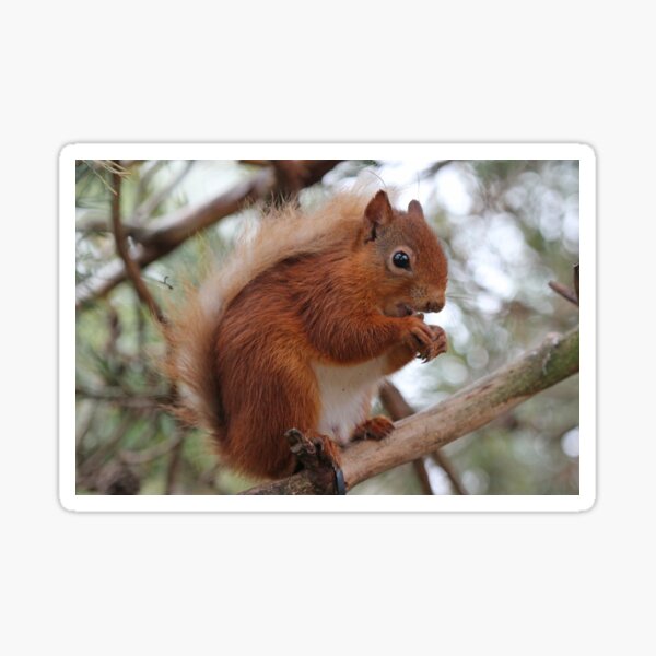 Red squirrel Sticker