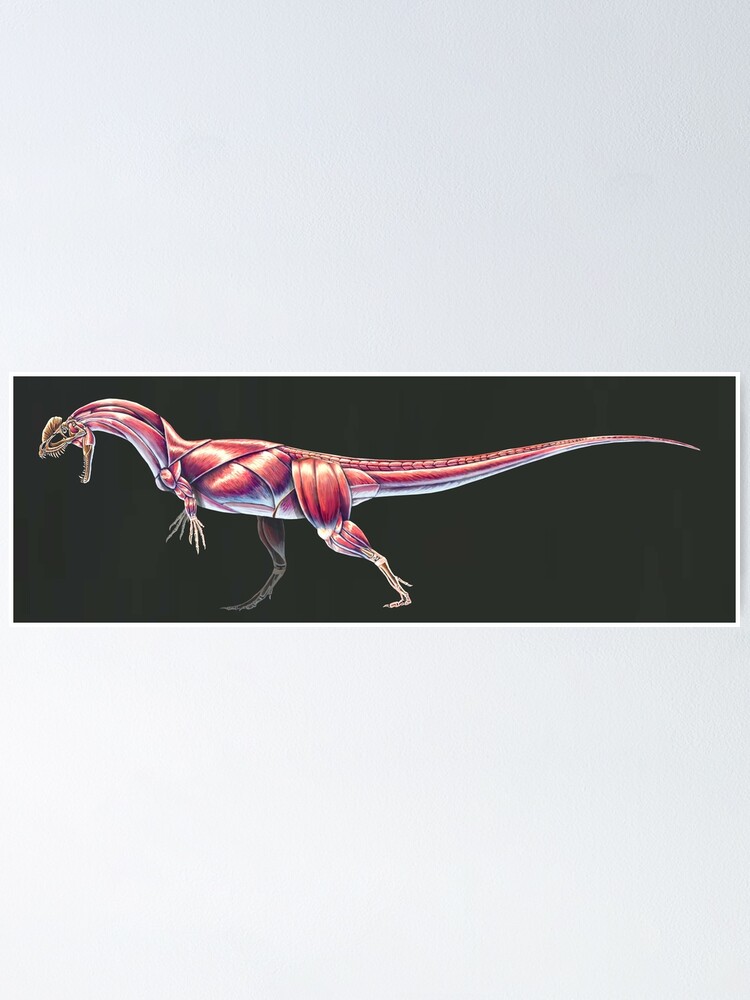 Dilophosaurus Wetherilli Muscle Study No Labels Poster For Sale By