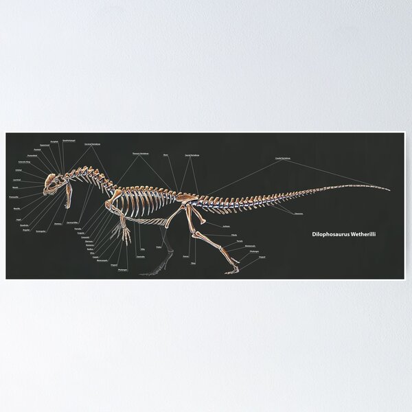 Item preview, Dilophosaurus Wetherilli Skeleton Study designed and sold by Thedragonofdoom.
